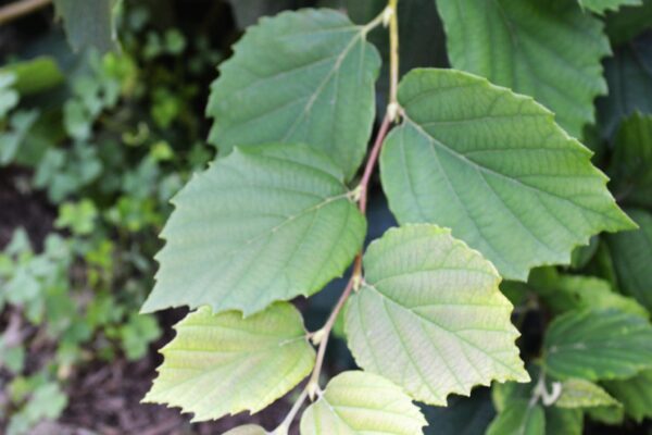 Fothergilla × ′Mt. Airy′ - Foliage