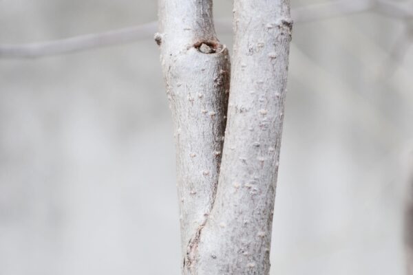 Fothergilla × ′Mt. Airy′ - Bark