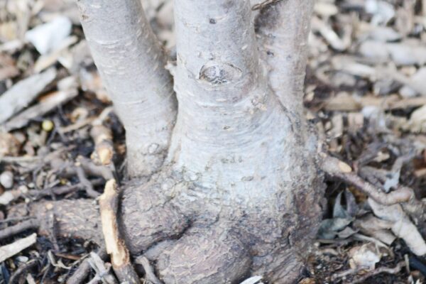 Fothergilla × ′Mt. Airy′ - Bark