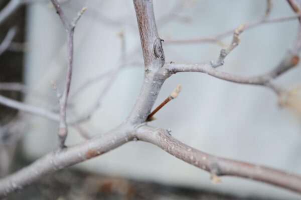 Fothergilla × ′Mt. Airy′ - Bark