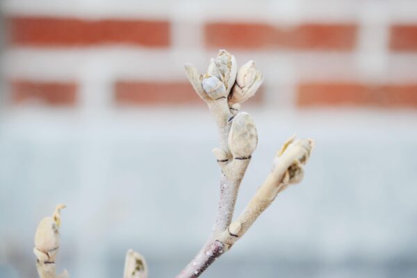 Fothergilla × ′Mt. Airy′ - Buds