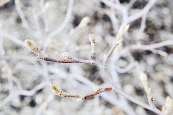 Fothergilla × ′Mt. Airy′ - Buds