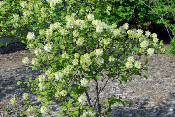 Fothergilla × ′Mt. Airy′ - Overall Flowering Shrub