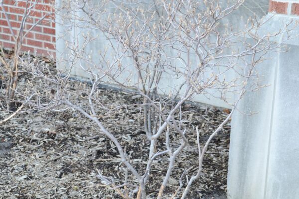 Fothergilla × ′Mt. Airy′ - Winter Habit