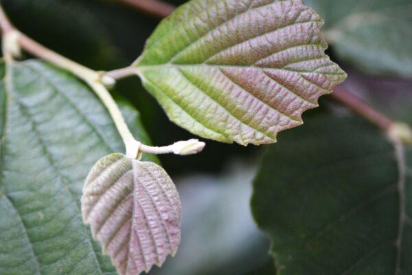 Fothergilla × ′Mt. Airy′ - New Growth