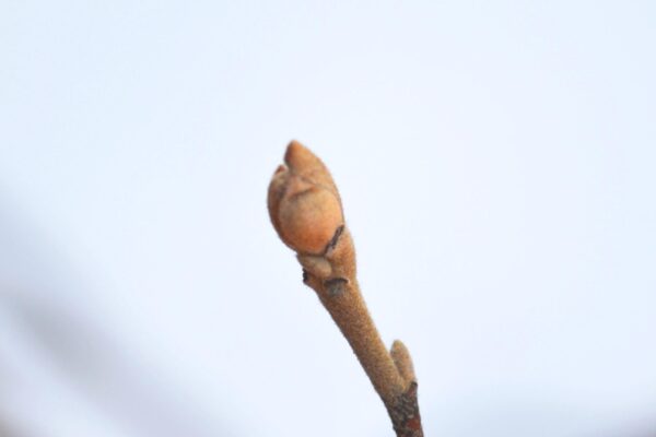 Fothergilla major - Buds