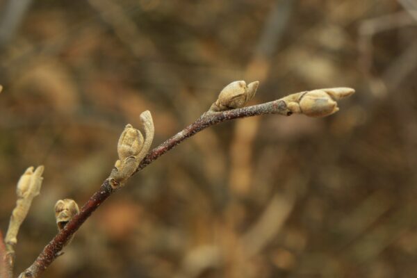 Fothergilla major - Buds