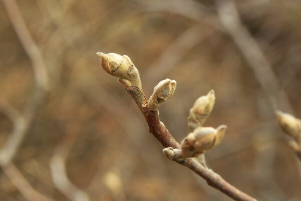 Fothergilla major - Buds