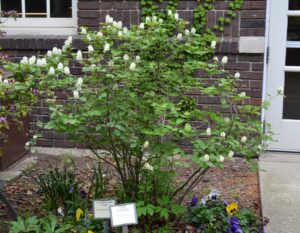 Fothergilla major - Overall Habit