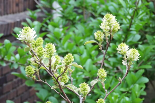 Fothergilla major - Immature Flowers