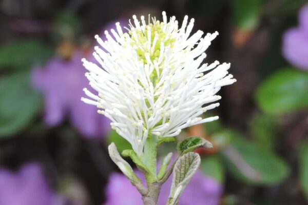 Fothergilla major - Flower