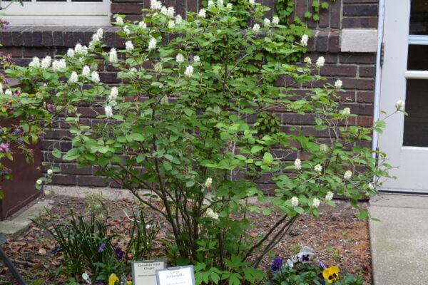 Fothergilla major - Overall Habit