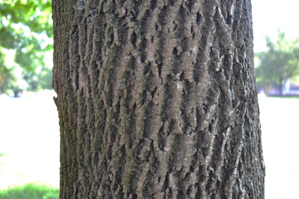 Fraxinus americana - Bark