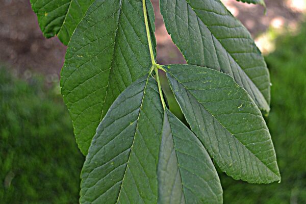 Fraxinus americana - Foliage