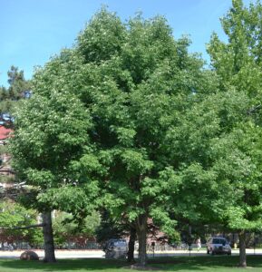 Fraxinus americana - Overall Tree in Summer