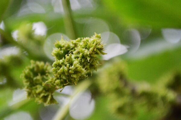 Fraxinus americana - Flower