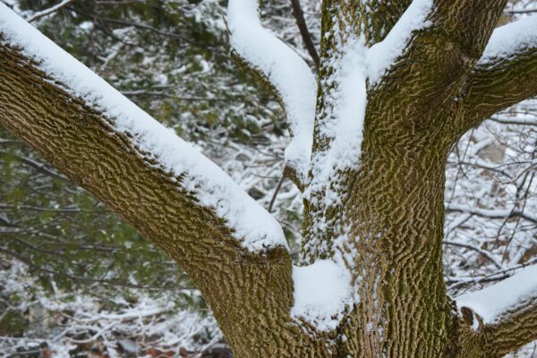 Fraxinus americana - Winter Interest