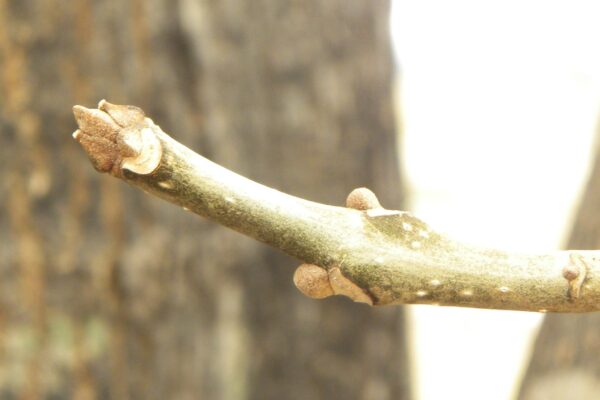 Fraxinus americana - Buds