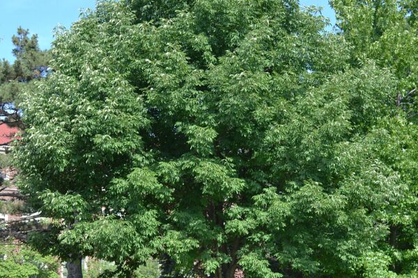 Fraxinus americana - Overall Tree in Summer