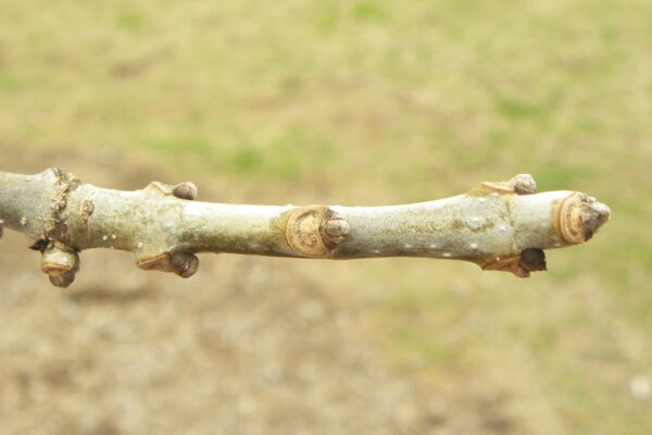 Fraxinus americana - Buds