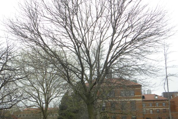 Fraxinus americana - Winter Habit