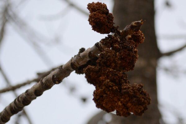 Fraxinus americana ′Autumn Applause′ - Buds