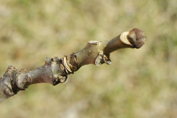 Fraxinus americana ′Junginger′ [sold as Autumn Purple®] - Buds
