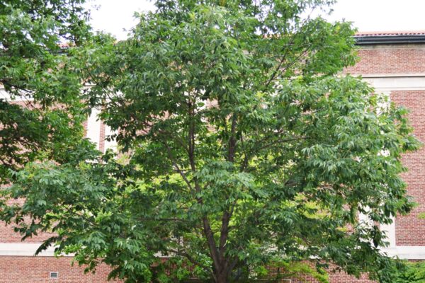 Fraxinus americana &prime;Junginger&prime; [sold as Autumn Purple&reg;] - Overall Habit
