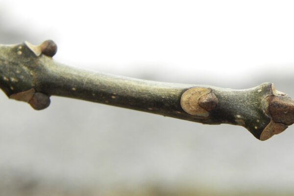 Fraxinus americana ′Empire′ - Bud