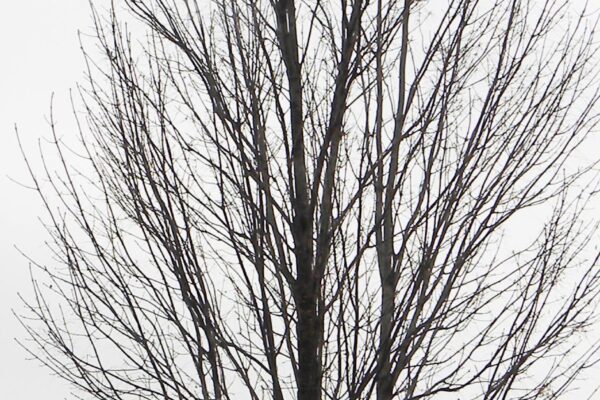 Fraxinus americana ′Empire′ - Winter Habit