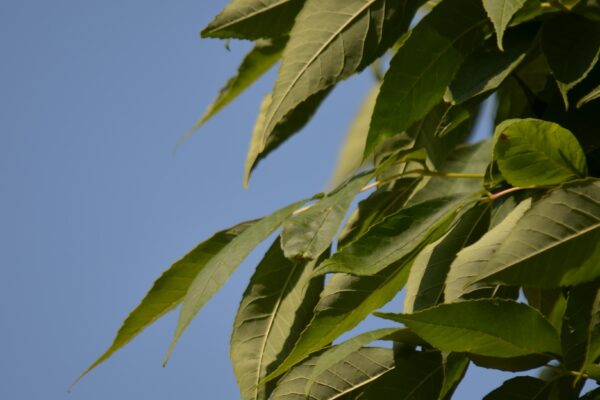 Fraxinus americana ′Empire′ - Foliage