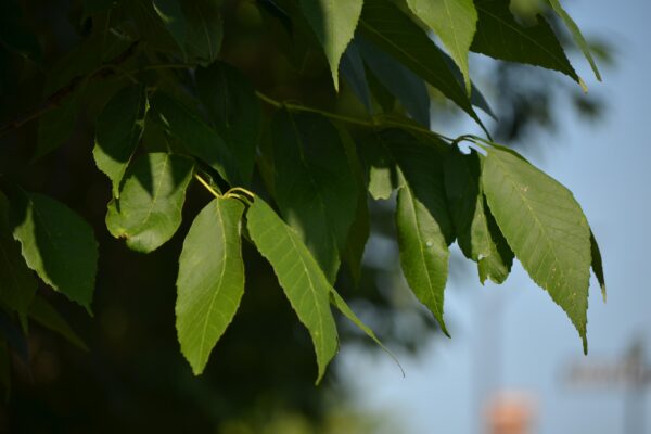 Fraxinus americana ′Empire′ - Foliage