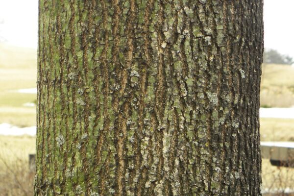 Fraxinus americana &prime;Empire&prime; - Bark