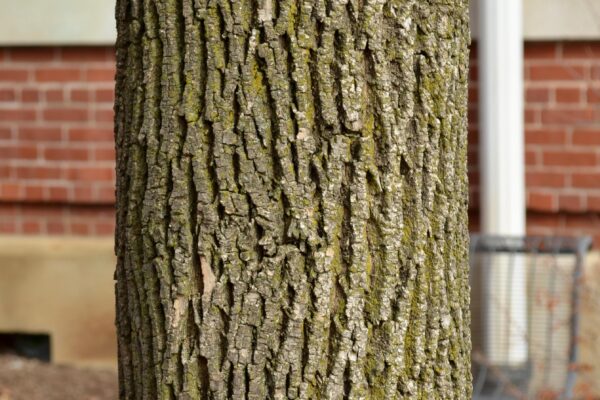 Fraxinus americana ′Rosehill′ - Bark