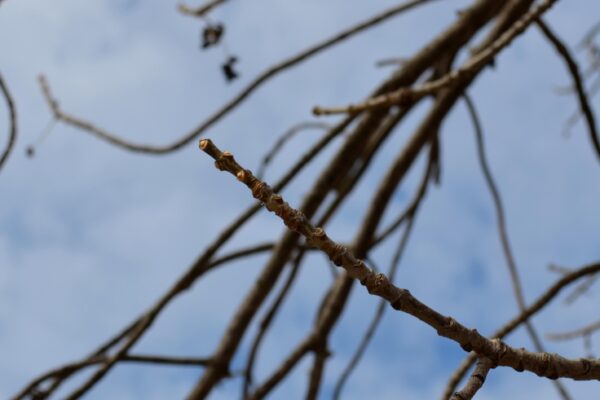Fraxinus americana ′Rosehill′ - Twig and Buds