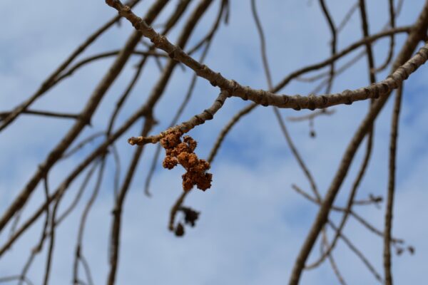 Fraxinus americana ′Rosehill′ - Buds