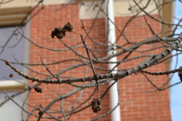 Fraxinus americana ′Rosehill′ - Twigs