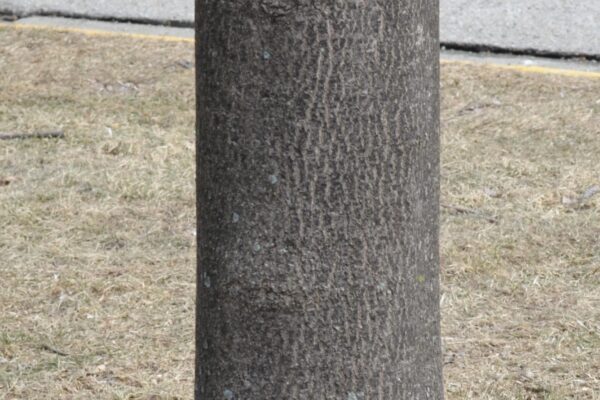 Fraxinus americana ′Tures′ [sold as Windy City™] - Bark