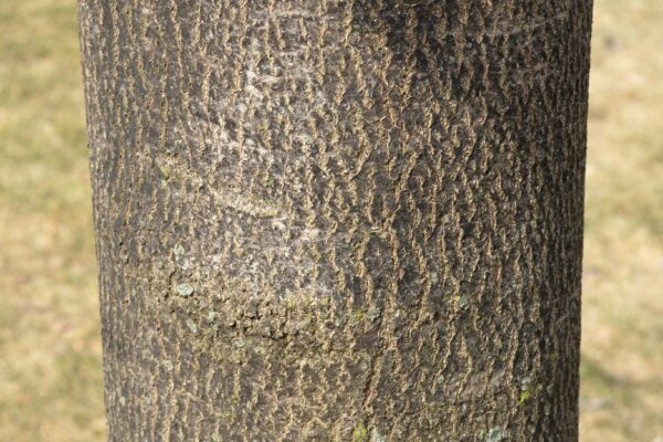 Fraxinus americana ′Tures′ [sold as Windy City™] - Bark