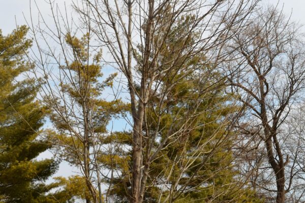 Fraxinus americana ′Tures′ [sold as Windy City™] - Winter Habit