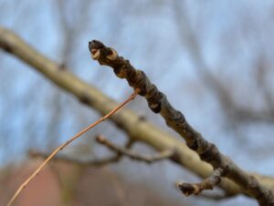 Fraxinus americana ′Tures′ [sold as Windy City™] - Bud