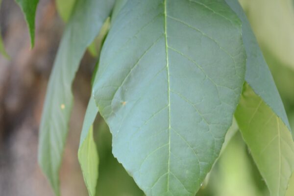 Fraxinus americana ′Tures′ [sold as Windy City™] - Leaf
