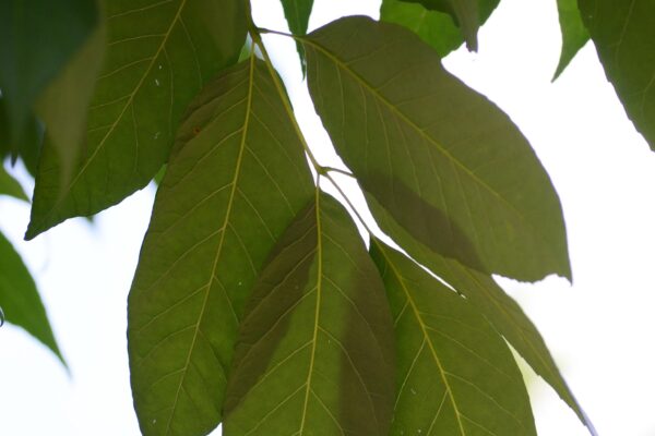 Fraxinus americana ′Tures′ [sold as Windy City™] - Leaves
