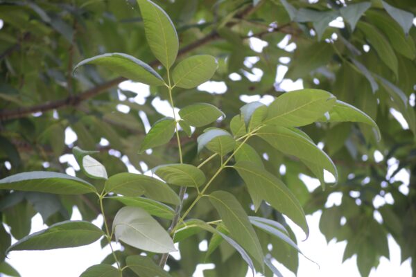 Fraxinus americana ′Tures′ [sold as Windy City™] - Foliage
