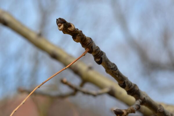 Fraxinus americana ′Tures′ [sold as Windy City™] - Bud