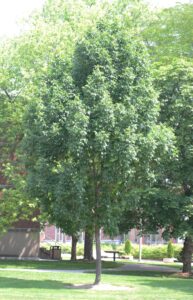 Fraxinus americana ′Tures′ [sold as Windy City™] - Summer Habit