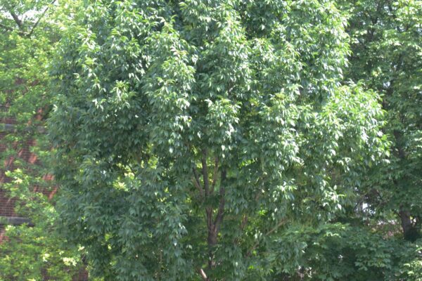 Fraxinus americana ′Tures′ [sold as Windy City™] - Summer Habit