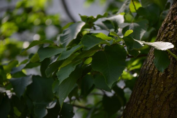 Fraxinus excelsior ′Hessei′ - Foliage