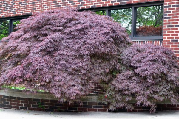 Acer palmatum var. dissectum atropurpureum ′Ever Red′ - Fall Color