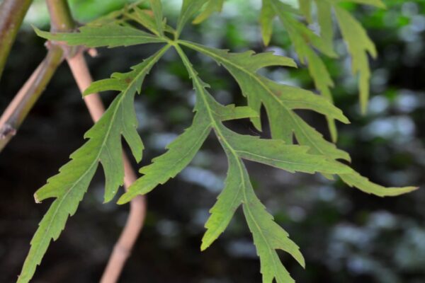 Acer palmatum var. dissectum atropurpureum ′Ever Red′ - Leaf